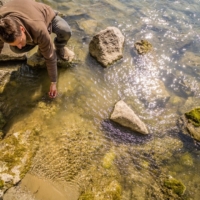 Bachforellenbesatz im Inn am 8. April 2017