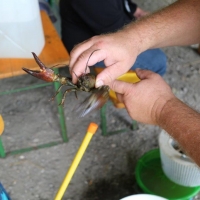 Bilder vom Krebsfischen am 12.August 2017
