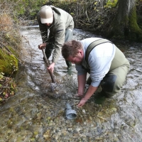 Bachforellenstreifen in unserer Zucht am 25.11.17