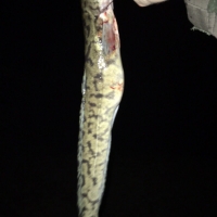 Impressionen aus dem Fischerjahr 2017